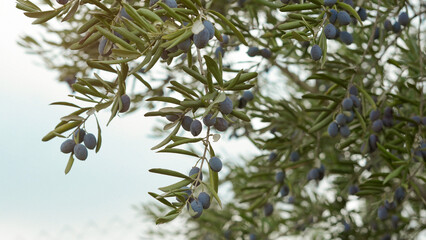 Olive tree with the olive