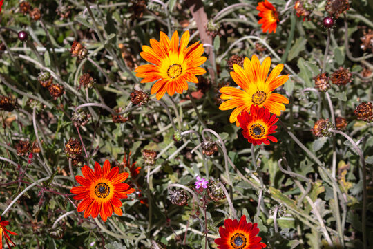 Dimorphotheca Images – Browse 3,038 Stock Photos, Vectors, and Video ...