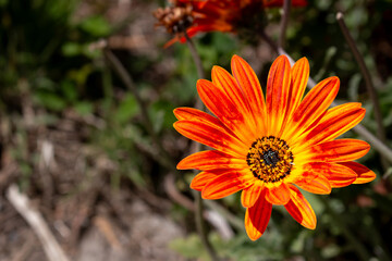 Dimorphotheca sinuata in the nature, Madeira