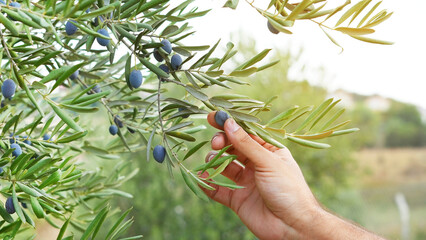 Olive tree with the olive