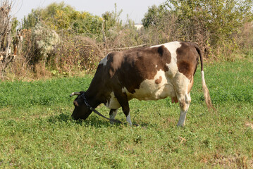 A cow is pasturing in the grove. Cattle ranches, rural life