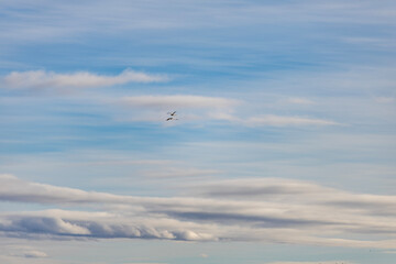 seagull in the sky