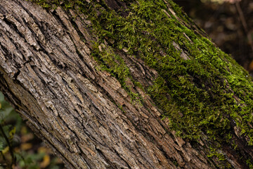 moss on tree