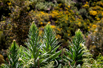 Buds of Echium growing wild in the nature, Madeira