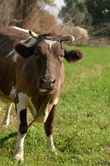 A cow is pasturing in the grove. Cattle ranches, rural life