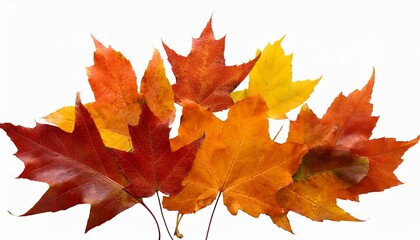 Fototapeta premium falling autumn leaves isolated beautiful yellow red orange foliage vibrant fall colors autumn leaves cut outs