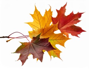 Obraz premium falling autumn maple multicolored leaves cut out