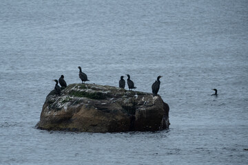 Birds of Lista Fyr, Norway