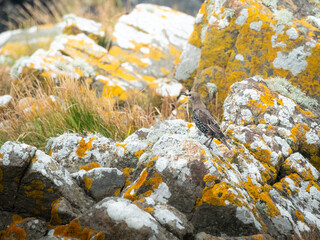 Birds of Lista Fyr, Norway