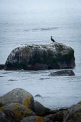 Birds of Lista Fyr, Norway