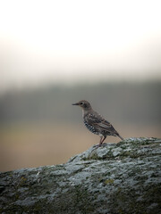 Birds of Lista Fyr, Norway
