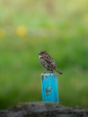 Birds of Lista Fyr, Norway