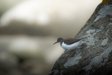 Birds of Lista Fyr, Norway