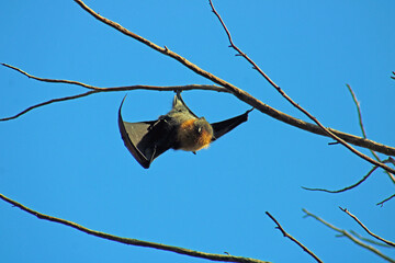 Grey-headed flying fox