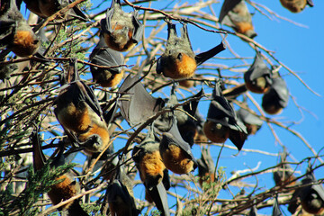 Grey-headed flying fox