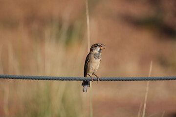 A house sparrow bird calls as it sits on a fence cable on an early morning in the southwest