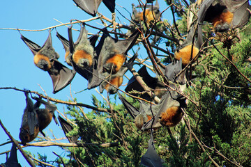 Grey-headed flying fox