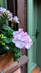 Beautiful Delicate Pink Flower in a Clay Pot Sitting by a Weathered Wooden Door Outdoor Decoration