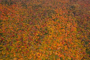 Epic Wide View From Aerial Drone of Fall Foliage Trees in Full Yellow Color. Forest of Colorful Autumn Season. New York New England.