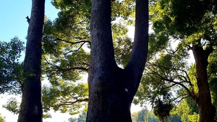 A large tree with a thick trunk and spreading green crown