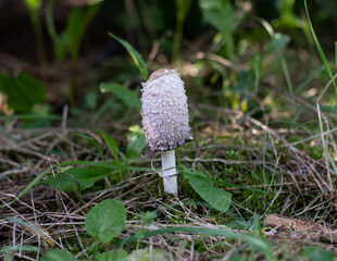 Mushroom in European forest
