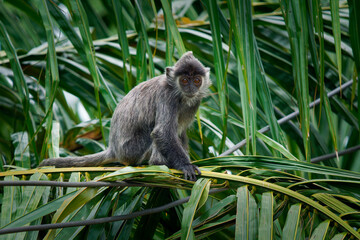 Silvery lutung or langur Trachypithecus cristatus, also Silvered leaf monkey, arboreal monkey in coastal, mangrove, and riverine forests in Malaysia, Sumatra, Borneo, Java. Adults with baby