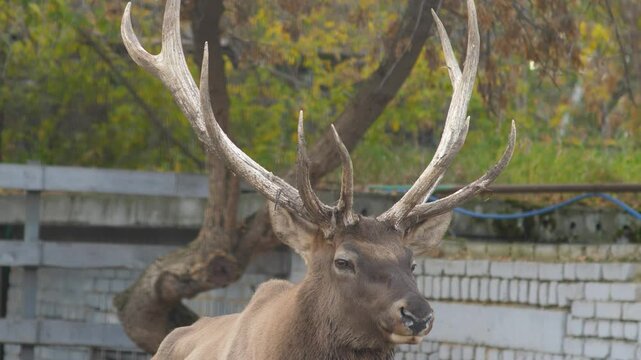 adult Altai maral with huge antlers on its head in a zoo, deer grazing behind a fence in a zoo, even-toed ungulates are inhabitants of the Red Book