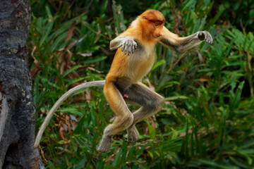 Proboscis Long-nosed Monkey Nasalis larvatus is arboreal monkey with large nose endemic to Borneo , reddish-brown skin color and a long tail, lives in mangrove forests, jumping and sitting