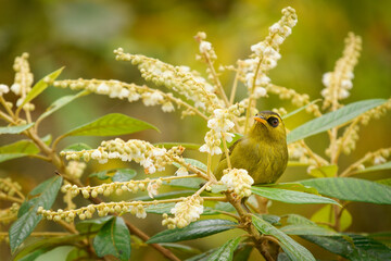 Mountain blackeye Zosterops emiliae also olive blackeye or simply black-eye, passerine bird in Zosteropidae endemic to the highest mountains of Borneo, feeds on insects, nectar and pollen.