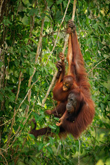 Bornean orangutan Pongo pygmaeus ape endemic to Borneo, with Sumatran orangutan (Pongo abelii) and Tapanuli orangutan (Pongo tapanuliensis) are highly intelligent, funny and nice in green forest. © phototrip.cz