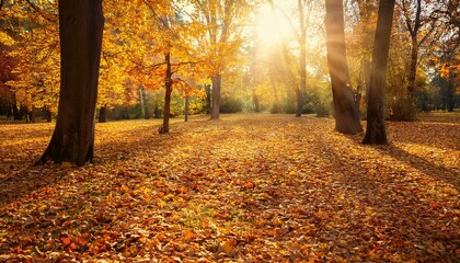 Fototapeta premium sunny autumn day with beautiful yellow fall foliage in the park ground covered in dry fallen leaves lit by sunlight colorful forest autumn landscape with trees and sun natural background