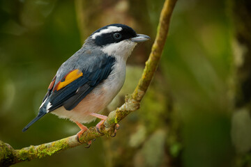 Obraz premium White-browed shrike-babbler Pteruthius aeralatus bird found in Himalayas and Southeast Asia, in montane forests, white and gray black small bird with orange color in wings