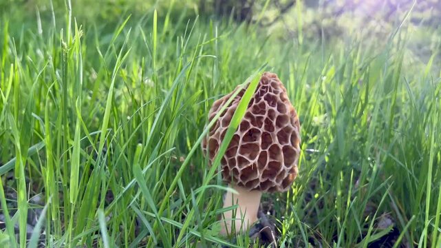 Mushroom grow among grass. Morchella esculenta, (common morel, true morel, mushroom, and sponge) in family Morchellaceae of Ascomycota