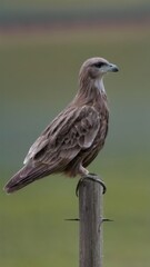 Brown bird perched on a wooden fence post in a natural outdoor setting