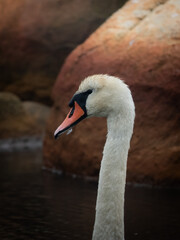 Mute Swan, Lista Fyr - Norway