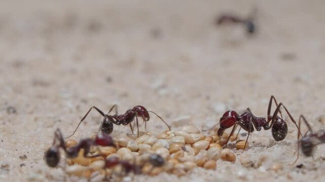 Harvester ants collect the grain and carry it to the nest.