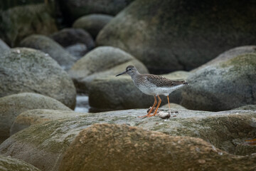 Common Redshank, Lista Fyr - Norway