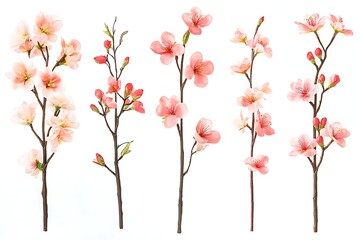 Cherry blossom branches in bloom