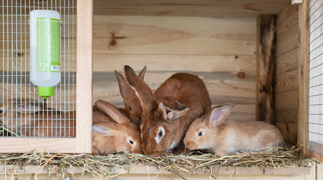 Farm animals - orange color rabbit family