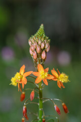 Close up of stalked bulbine (bulbine frutescens) flowers in bloom
