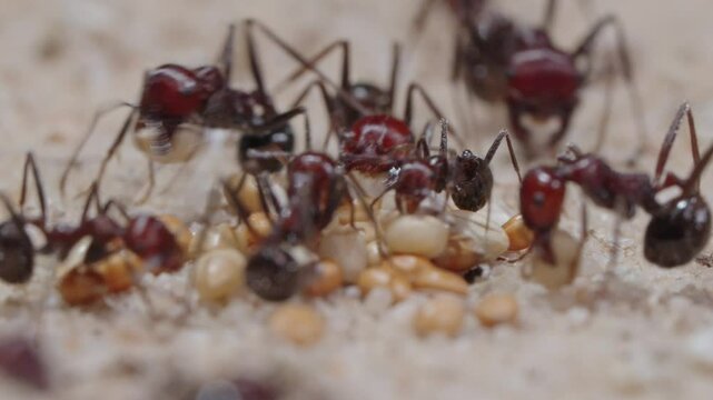 Harvester ants collect the grain and carry it to the nest.