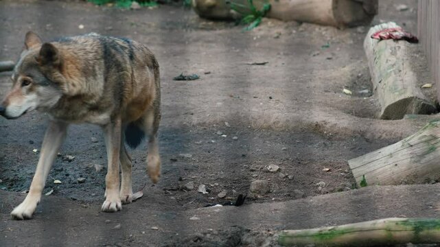 large gray wolf wanders behind the bars of the enclosure in the zoo in search of food during the day, predatory adult wolf in a cage