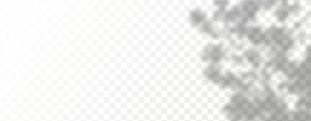 Glare from the sun's rays on the wall. Blurred shadows from leaves and plants in the room. Soft overlay of natural light. Abstract background for product presentation.Natural light layout.