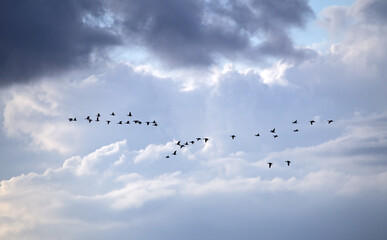A flock of geese flies through the cloudy sky. Mixed flock of Greater white-fronted goose (Anser albifrons) and Taiga bean goose (Anser fabalis) on spring migration in Lithuania.