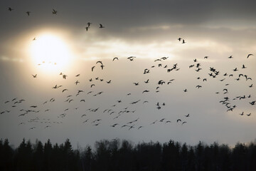 A flock of geese flies through the cloudy sky against the backdrop of sunset. Mixed flock of Greater white-fronted goose (Anser albifrons) and Taiga bean goose (Anser fabalis) on spring migration.
