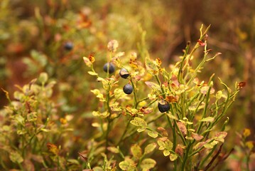Bluberry bush in the forest on October