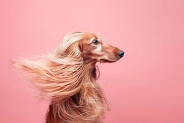 An elegant Afghan Hound poses against a pink background, its long, flowing hair blowing gracefully in the wind.