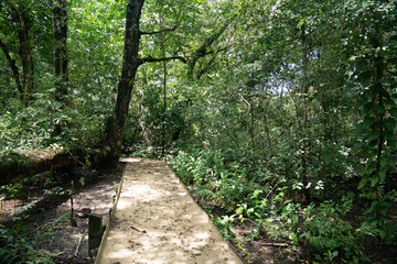 Obraz premium Green forest path bathed in sunlight, lined with vibrant plants and tall trees, providing a scenic and natural walking trail for relaxation, adventure, and connection with nature, calm outdoor setting