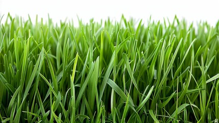 Fototapeta premium Bright green grassy field, isolated on a pristine white background. Ideal for spring and summer themes