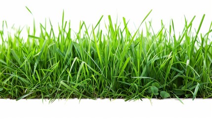 Bright green grassy field, isolated on a pristine white background. Ideal for spring and summer themes